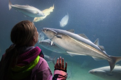 Lofoten, aquarium